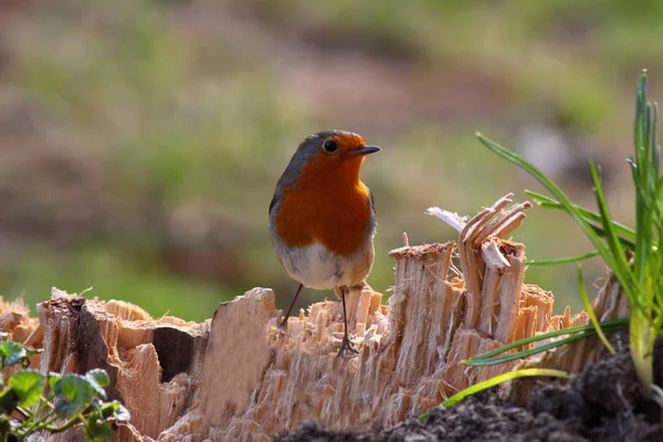 Vista Panorámica Hermoso Pájaro Petirrojo Naturaleza — Foto de Stock