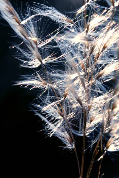 Grama Flora Planta Natureza — Fotografia de Stock