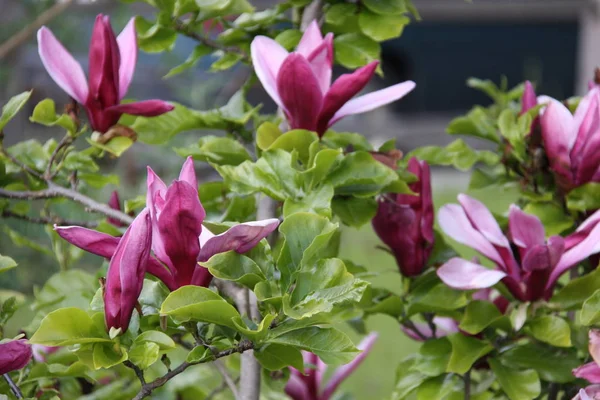 Fiori Magnolia Petali Fioriscono Flora Primaverile — Foto Stock