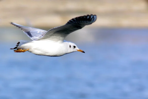 Doku Gaivota Laridae — Fotografia de Stock