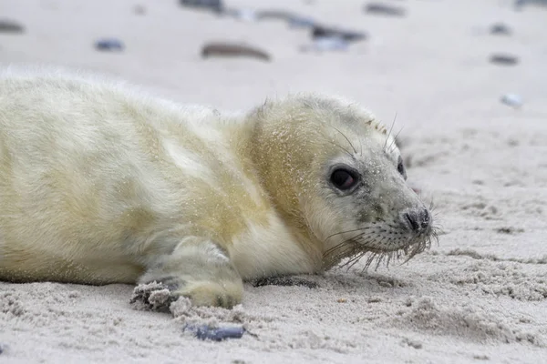 Heuler Sur Dune Heligoland — Photo