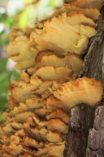 Mushroom Sulfur Porling Laetiporus Sulhureus — Foto de Stock