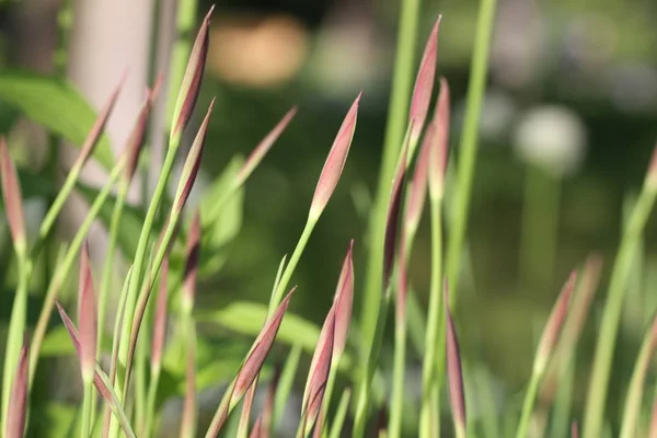 Iris Germanica Espadon Allemand — Photo