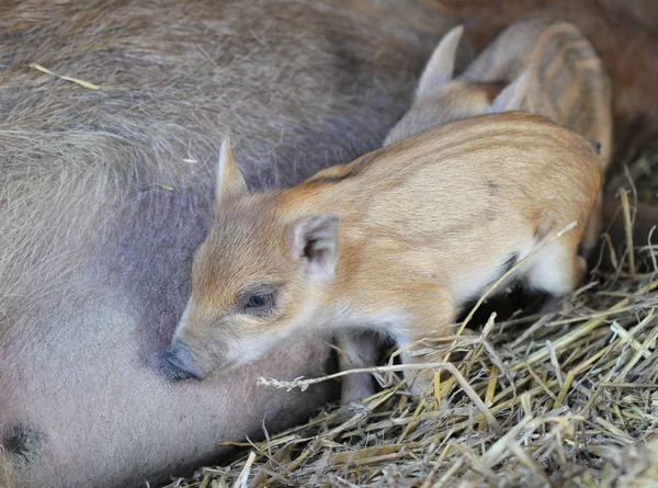 Neugeborene Ferkel Tierpark Sababurg — Stockfoto
