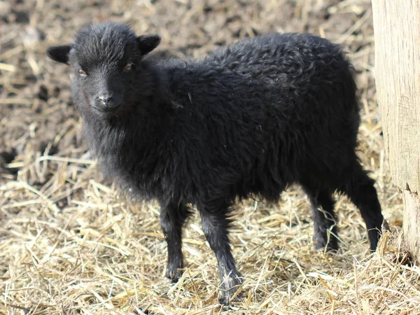 動物園Sababurgの黒いSkudden子羊 — ストック写真