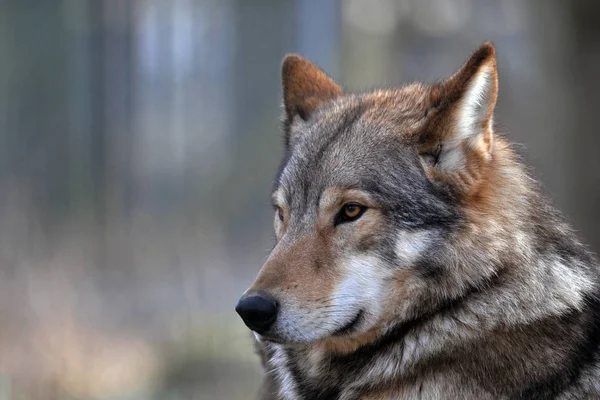 Vista Panorámica Del Lobo Salvaje Naturaleza — Foto de Stock