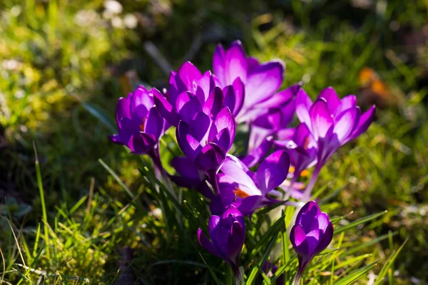 Лугові Крокуси Пелюстки Весняних Квітів — стокове фото