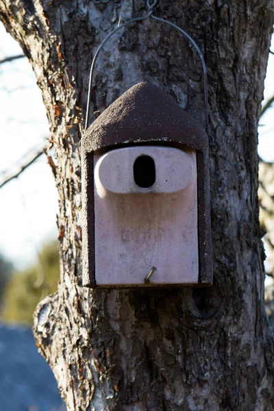 Schilderachtig Uitzicht Prachtige Vogel Natuur — Stockfoto