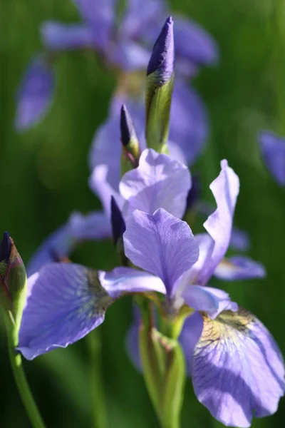 Iris Germanica German Iris — Stock fotografie