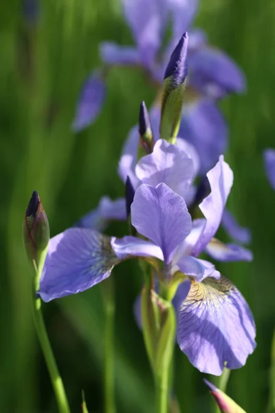 Iris Germanica Duits Iris — Stockfoto
