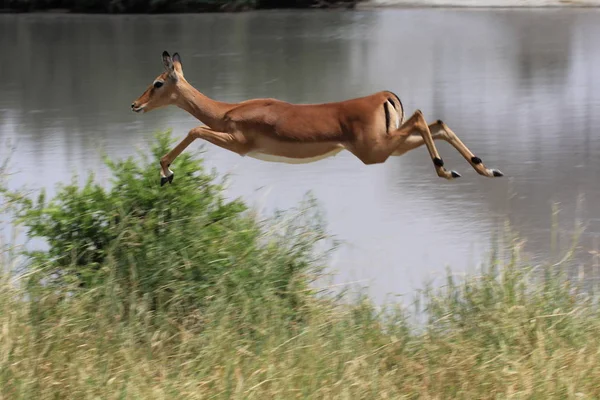 Impala Animal Foto Natureza Fauna Selvagem — Fotografia de Stock