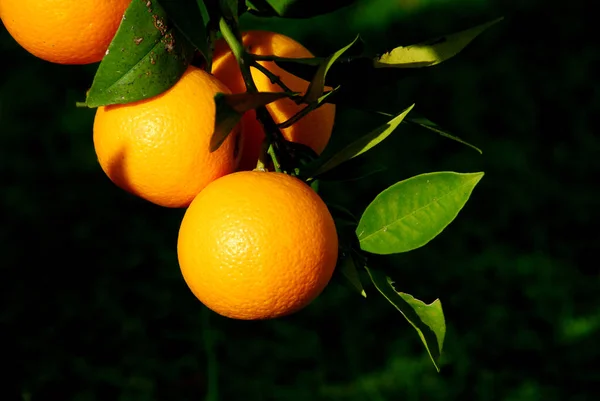 Närbild Citrusfrukter — Stockfoto