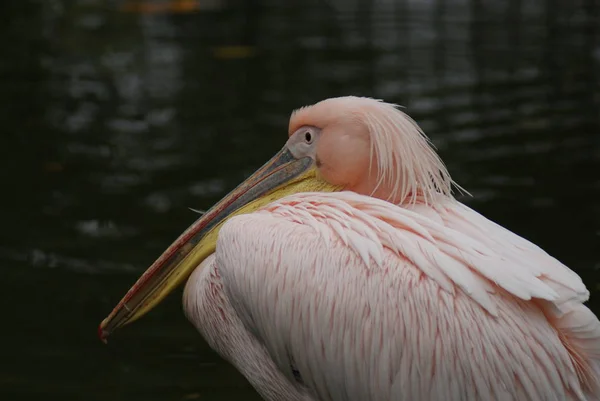 Grande Pelicano Branco Pelecanus Onocrotalus — Fotografia de Stock