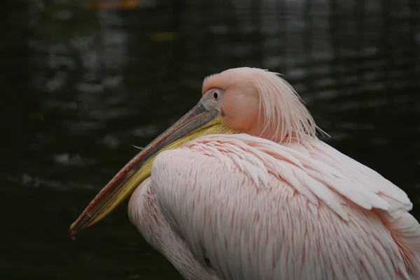 Büyük Beyaz Pelikan Pelecanus Onocrotalus — Stok fotoğraf