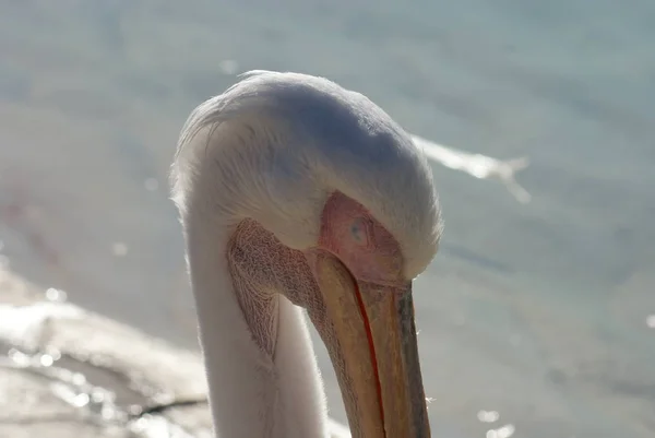 Grande Pelicano Branco Pelecanus Onocrotalus — Fotografia de Stock