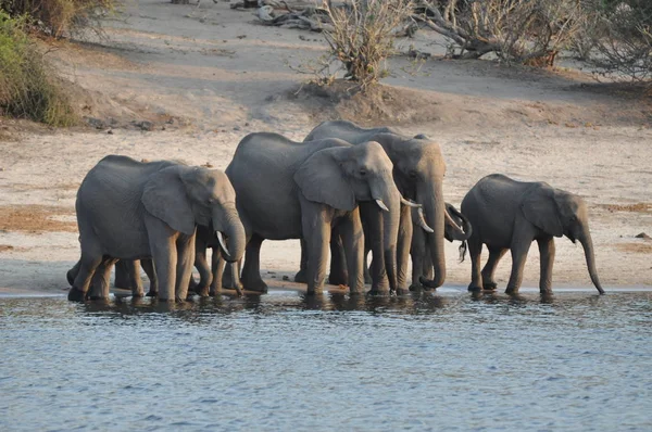 Elefantes Parque Nacional Chobe —  Fotos de Stock