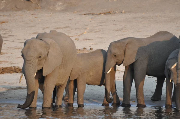 Elephants Chobe National Park — Stock Photo, Image