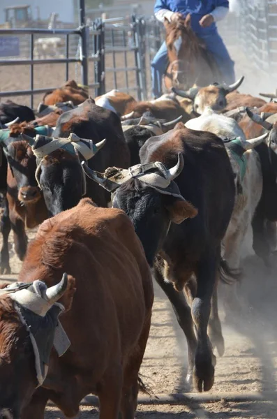 Vaches Dans Bovin Avec Cheval Cow Boy — Photo