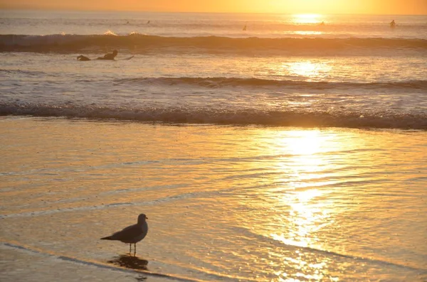 Zeemeeuw Zittend Aan Het Strand Bij Zonsondergang Hawaï — Stockfoto