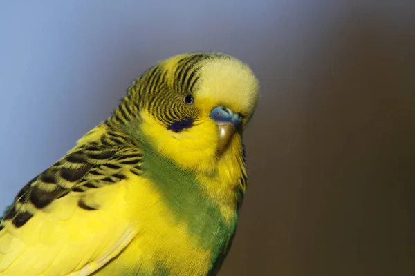 Verde Giallo Budgie — Foto Stock