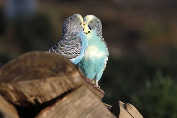 Budgies Aviario Volo Libero — Foto Stock