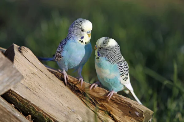 Parakeets Onda Aviario Vuelo Libre —  Fotos de Stock