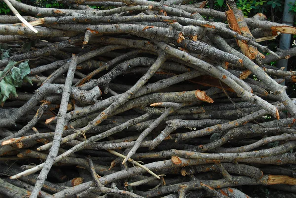 Baumstammrinde Bauholz — Stockfoto