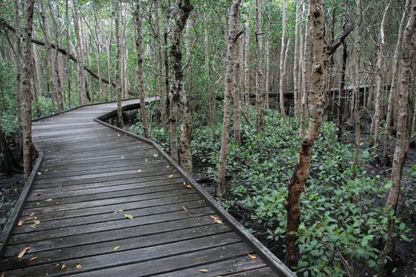 マングローブの森を散策し — ストック写真