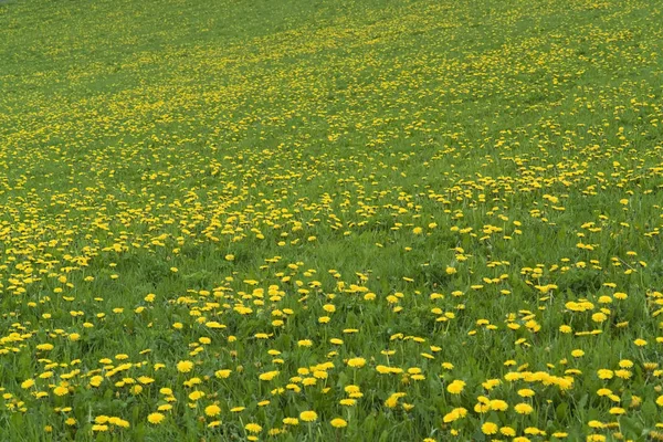 Fundo Natural Mostrando Prado Ensolarado Com Flores Primavera — Fotografia de Stock