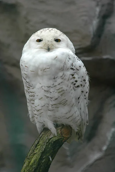 Oiseau Des Neiges Plumes Oiseau Blanc — Photo