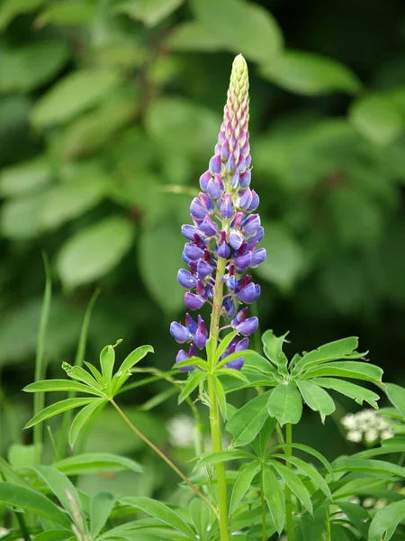 開花するルピナスや草地の植物 — ストック写真