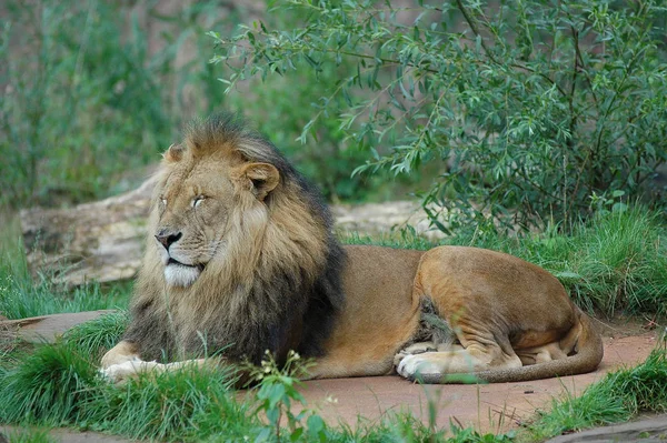 Lion Predator Wild Carnivore Cat — Stock Photo, Image