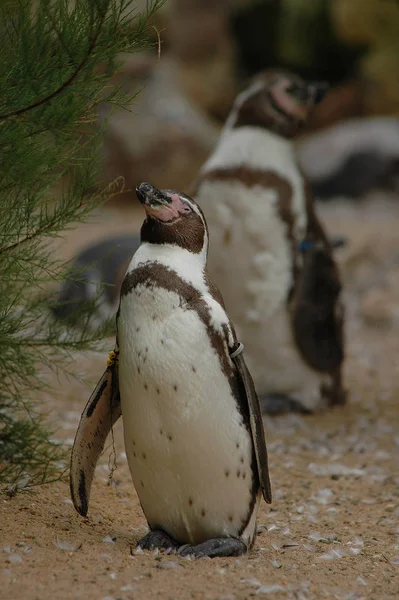 Крихітні Пінгвіни Дикій Природі — стокове фото
