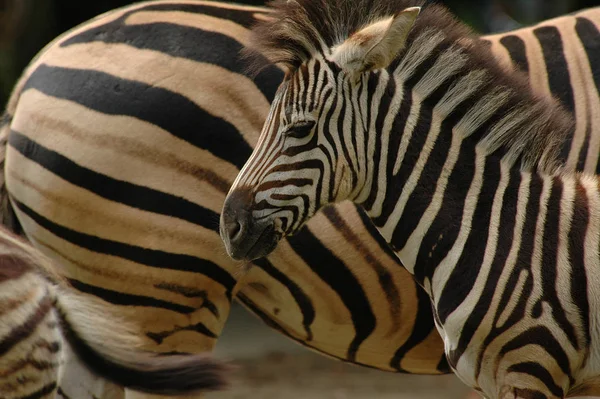 Fekete Fehér Csíkos Zebra Állat Emlős — Stock Fotó