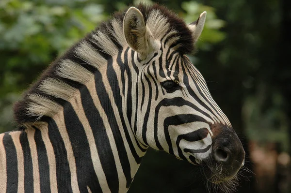 Zebra Striata Animale Mammifero — Foto Stock