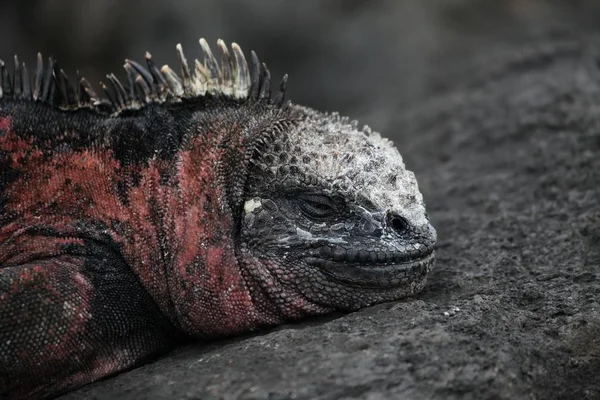 Vahşi Yaşam Hayvanı Kertenkele Hayvanı Iguana Sürüngeni — Stok fotoğraf