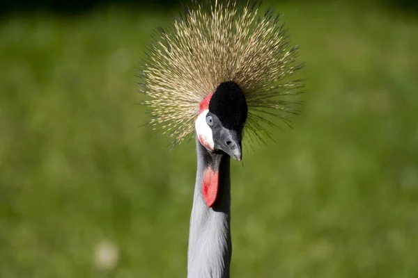 Schilderachtig Uitzicht Prachtige Vogel Natuur — Stockfoto