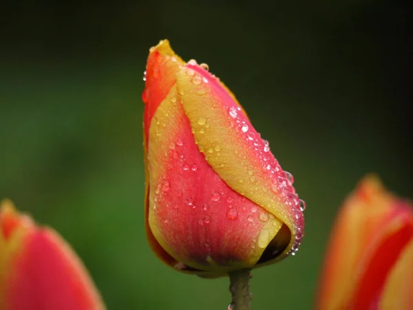 Printemps Tulipes Fleurs Pétales Flore — Photo