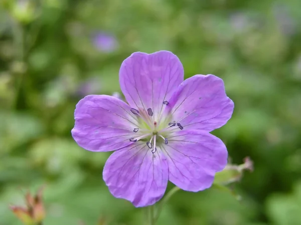 Belle Fleur Sauvage Gros Plan Sur Vert — Photo