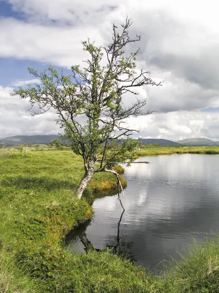 Beautiful Landscape Lake Tree — Stock Photo, Image
