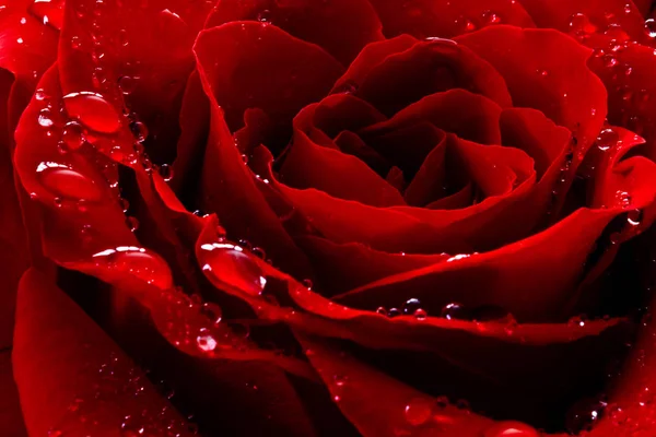 Rosa Vermelha Com Gotas Água — Fotografia de Stock