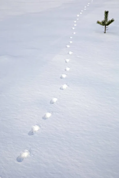 Ślady Zwierząt Świeżym Śniegu — Zdjęcie stockowe