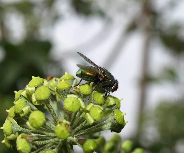 Gros Plan Bug Nature Sauvage — Photo