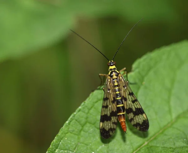 Gros Plan Bug Nature Sauvage — Photo