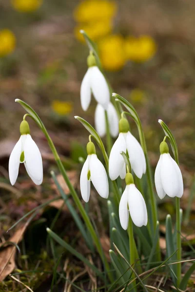 Primavera Nevasca Flores Flora — Fotografia de Stock