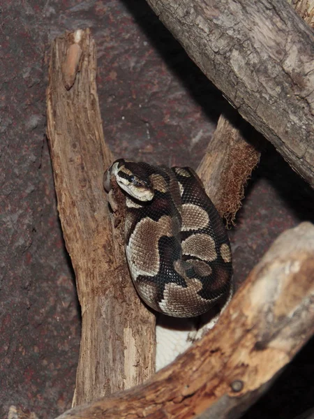 Vista Majestosa Serpente Python Selvagem — Fotografia de Stock