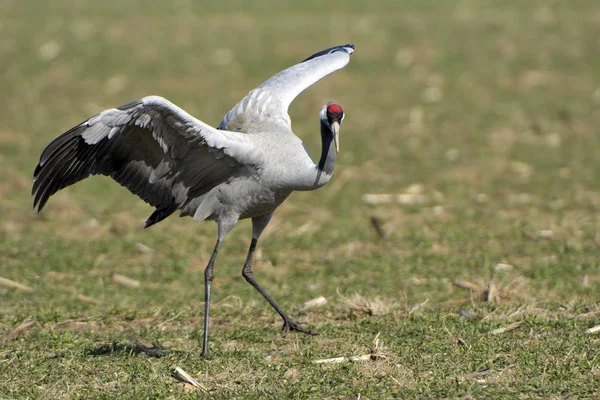 Vacker Utsikt Över Vacker Fågel Naturen — Stockfoto