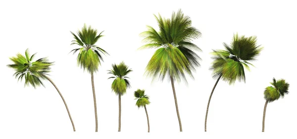 Освобожденные Кокосовые Пальмы — стоковое фото