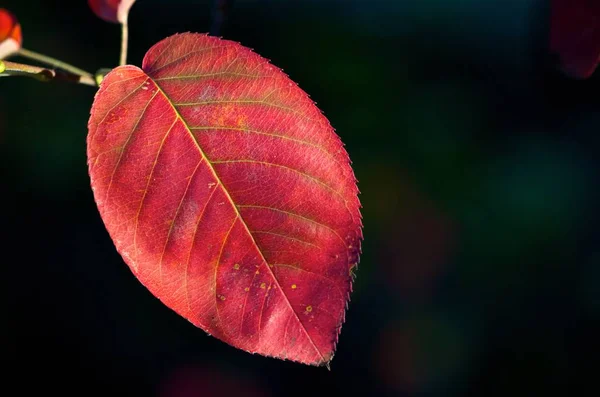 Autumn Leaf Fall Season Foliage — Stock Photo, Image