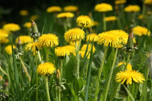 Żółte Kwiaty Mniszka Lekarskiego Zielonej Trawie Wiosna Zdjęcie — Zdjęcie stockowe